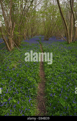 Glockenblumen Hyacinthoides non-Scripta Foxley Holz NNR & Norfolk Wildlife Trust Reserve Norfolk Stockfoto