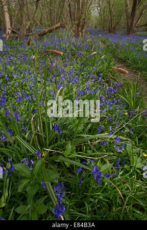 Glockenblumen Hyacinthoides non-Scripta Foxley Holz NNR & Norfolk Wildlife Trust Reserve Norfolk Stockfoto