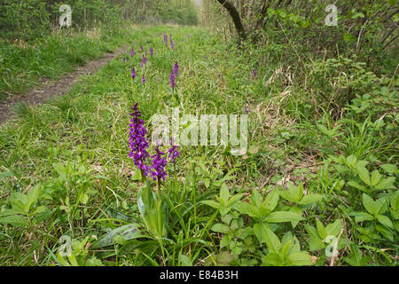 Frühe lila Orchidee Orchis Mascula Foxley Holz Norfolk Stockfoto