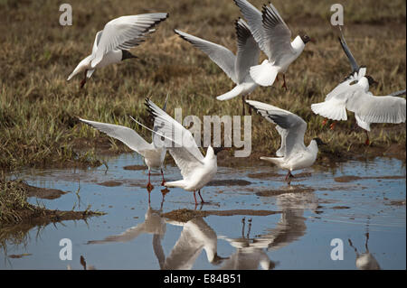 Black-headed Möwen Chroicocephalus Ridibundus in der Zucht Gefieder Finnland April Stockfoto