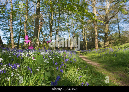 Thursford Norfolk Wildlife Trust Reserve im zeitigen Frühjahr Norfolk Stockfoto