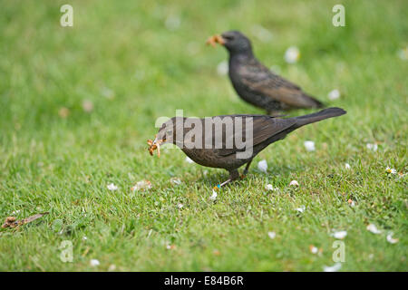 Amsel Turdus Merula Farbe beringt sammeln Mehlwürmer im Garten Norfolk Stockfoto