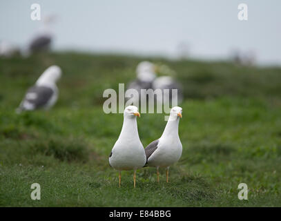 Weniger schwarz-backed Möwen Larus Fuscus auf Grundnahrungsmittel Insel Farne Islands Northumberland Mai Stockfoto