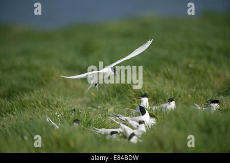 Sandwich Tern Thalasseus Sandvicensis Kolonie auf Inner Farne Farne Islands Northumberland Juni Stockfoto