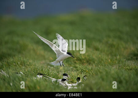 Sandwich Tern Thalasseus Sandvicensis Inner Farne Farne Islands Northumberland Juni Stockfoto