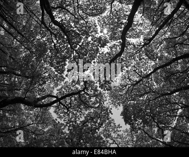 Blickte zu Baldachin in Eichenwälder im Holz von Cree RSPB Reserve Dumfries & Galloway Scotland Stockfoto