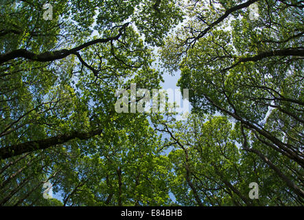 Blickte zu Baldachin in Eichenwälder im Holz von Cree RSPB Reserve Dumfries & Galloway Scotland Stockfoto