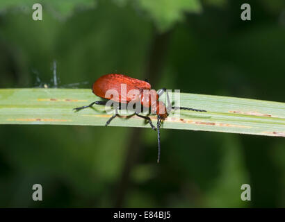 Gemeinsamen Kardinal Käfer (Pyrochroa Serraticornis) auch bekannt als Red-headed Cardinal Beetle Norfolk Stockfoto