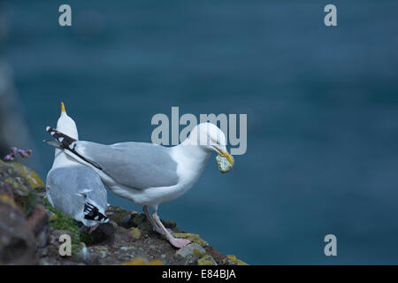 Silbermöwe Larus Argentatus mit Tordalk Ei Fowlsheugh RSPB Reserve Aberdeenshire-Schottland Stockfoto