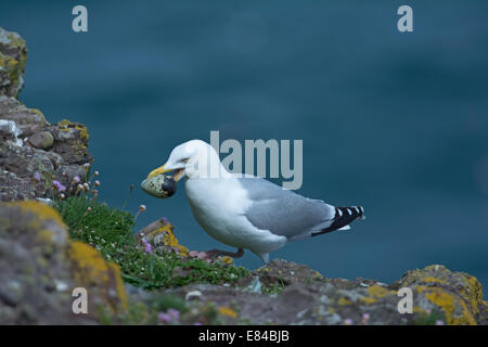 Silbermöwe Larus Argentatus mit Tordalk Ei Fowlsheugh RSPB Reserve Aberdeenshire-Schottland Stockfoto