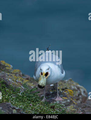 Silbermöwe Larus Argentatus mit Tordalk Ei Fowlsheugh RSPB Reserve Aberdeenshire-Schottland Stockfoto