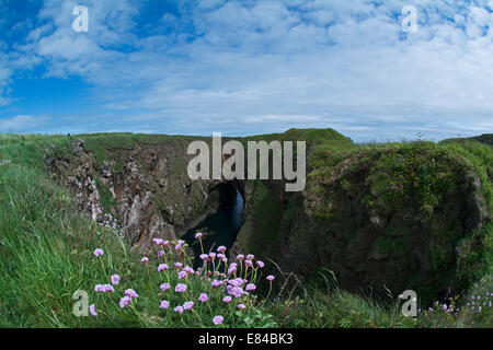 Sparsamkeit (Meer Pink-) wächst auf Klippen am Bullers Buchan Aberdeenshire-Schottland Stockfoto