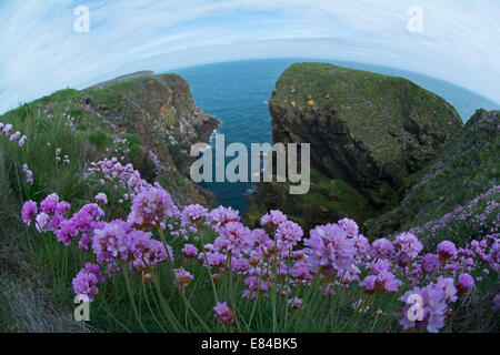 Sparsamkeit (Meer Pink-) wächst auf Klippen am Bullers Buchan Aberdeenshire-Schottland Stockfoto