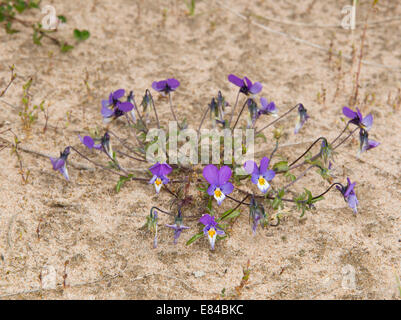 Wilde Stiefmütterchen Viola Tricolor wächst in Sanddünen am Sande von Forvie National Nature Reserve Aberdeenshire-Schottland Stockfoto