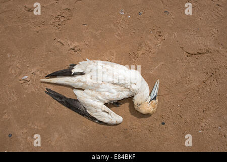 Northern Gannet Morus Bassana tot am Strand im Sande von Forvie NNR Aberdeenshire-Schottland Stockfoto