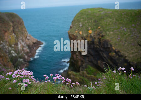 Sparsamkeit (Meer Pink-) wächst auf Klippen am Bullers Buchan Aberdeenshire-Schottland Stockfoto