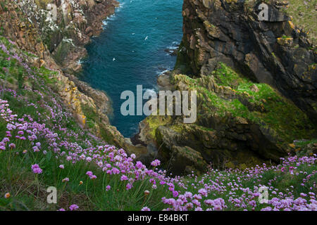 Sparsamkeit (Meer Pink-) wächst auf Klippen am Bullers Buchan Aberdeenshire-Schottland Stockfoto