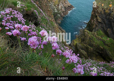 Sparsamkeit (Meer Pink-) wächst auf Klippen am Bullers Buchan Aberdeenshire-Schottland Stockfoto