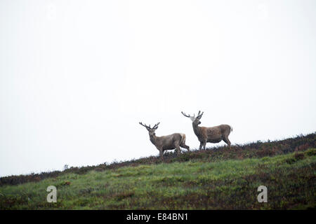 Rothirsch Cervus Elaphus in schweren Regen am Berghang Cairngorm Speyside Schottland Stockfoto