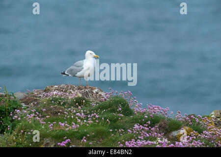 Silbermöwe Larus Argentatus Fowlsheugh RSPB Reserve Aberdeenshire Schottland Juni Stockfoto