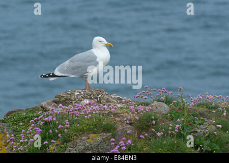 Silbermöwe Larus Argentatus Fowlsheugh RSPB Reserve Aberdeenshire Schottland Juni Stockfoto