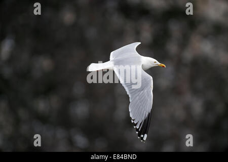 Silbermöwe Larus Argentatus Fowlsheugh RSPB Reserve Aberdeenshire Schottland Juni Stockfoto