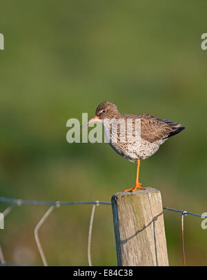 Gemeinsamen Rotschenkel Tringa Totanus Cley Norfolk Juni Stockfoto