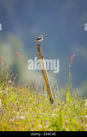 Nördlichen Steinschmätzer auf der Suche. Stockfoto