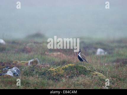 Europäische Goldregenpfeifer Männchen fordert Gebiet im Regen Shetland Juni Stockfoto