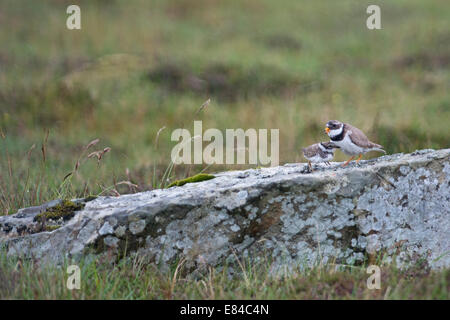 Flussregenpfeifer Plover Charadrius Hiaticula brütende Küken im Regen Shetland Juni Stockfoto