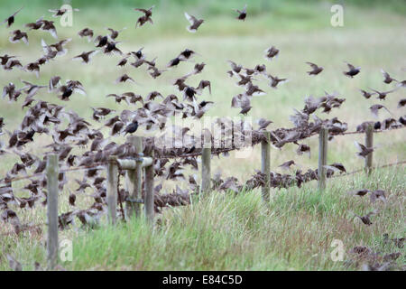 Stare Sturnus Vulgarus Jugendliche in post Zuchtherde Cley Norfolk Juni Stockfoto