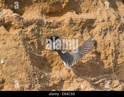 Sand Martin Riparia Riparia jungen am Nest Loch am Kolonie n Sandsteinfelsen North Norfolk füttert Stockfoto