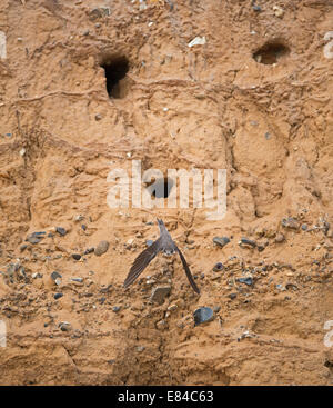 Sand Martin Riparia Riparia Colony in Steilküste North Norfolk Stockfoto