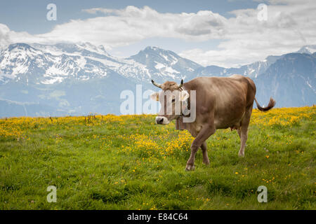 Kuh in den Alpen wandern Stockfoto