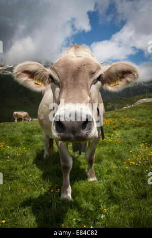 Neugierige Kühe in den Bergen der Schweiz, in Europa. Stockfoto