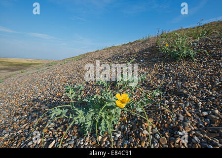 Krötenechsen-Mohn Glaucium Flavum wächst auf Schindel Grat in Cley Norfolk gelb Stockfoto