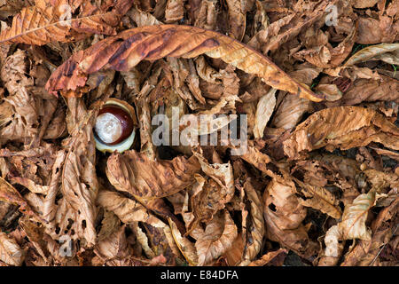 Aesculus Hippocastanum Seed. Rosskastanien. Conkers und Herbstlaub Stockfoto