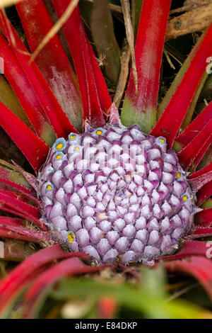 Nahaufnahme der Blüte Herzen der Hälfte - hardy Bromelie, Fascicularia bicolor Stockfoto