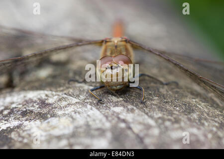 Frontale Ansicht weibliche gemeinsame Darter Libelle, Sympetrum Striolatum, ruht auf einem alten Geländer Stockfoto