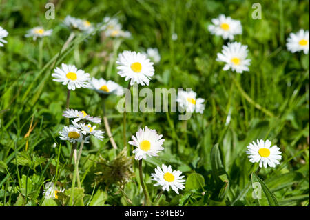 Frühlingswiese in der Nähe von Adersbach Kraichgau in Baden-Württemberg in Deutschland Stockfoto