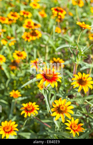 Gelbe Blüten, geringe Schärfentiefe. Stockfoto