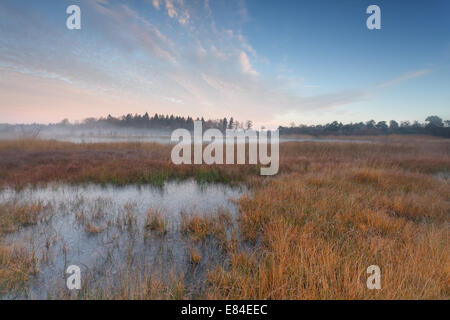 Herbstmorgen am nebligen Sumpf, Friesland Stockfoto