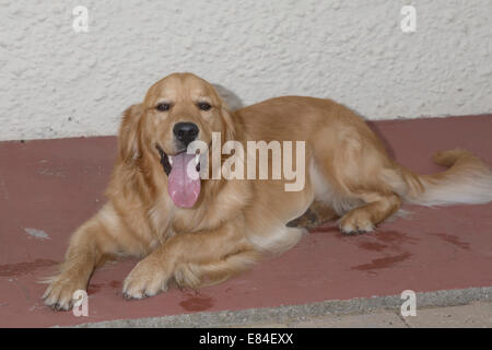 Golden Retriever, Männlich, klein, Jährling, Veranda, Zunge, Hund Stockfoto