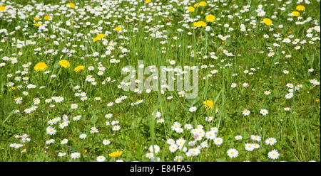 Frühlingswiese in der Nähe von Adersbach Kraichgau in Baden-Württemberg in Deutschland Stockfoto