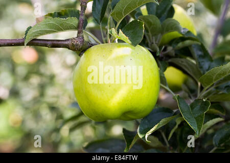 Malus Domestica "Lord Derby". Äpfel wachsen in einem englischen Obstgarten. Stockfoto