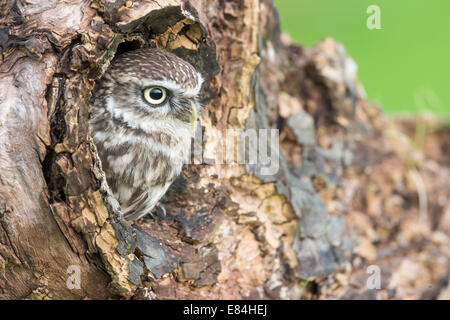 Steinkauz (Athene Noctua) aus einem Nest Loch in einem Baumstamm peering Stockfoto