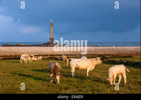 Kühe im Feld und Leuchtturm am Cap De La Hague, Halbinsel Cotentin, Basse-Normandie, Frankreich Stockfoto