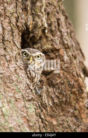 Steinkauz (Athene Noctua) aus einem Nest Loch in einem Baumstamm peering Stockfoto