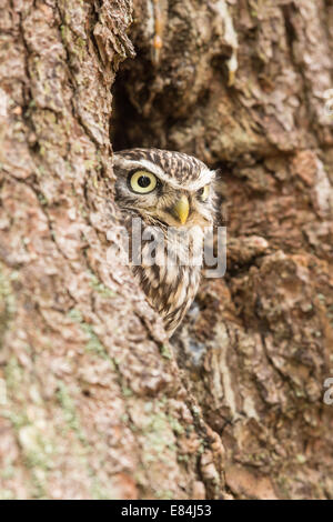 Steinkauz (Athene Noctua) aus einem Nest Loch in einem Baumstamm peering Stockfoto