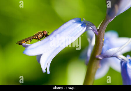 Glockenblume Blüte mit einer ruhenden unbekannten Hoverfly drauf Stockfoto